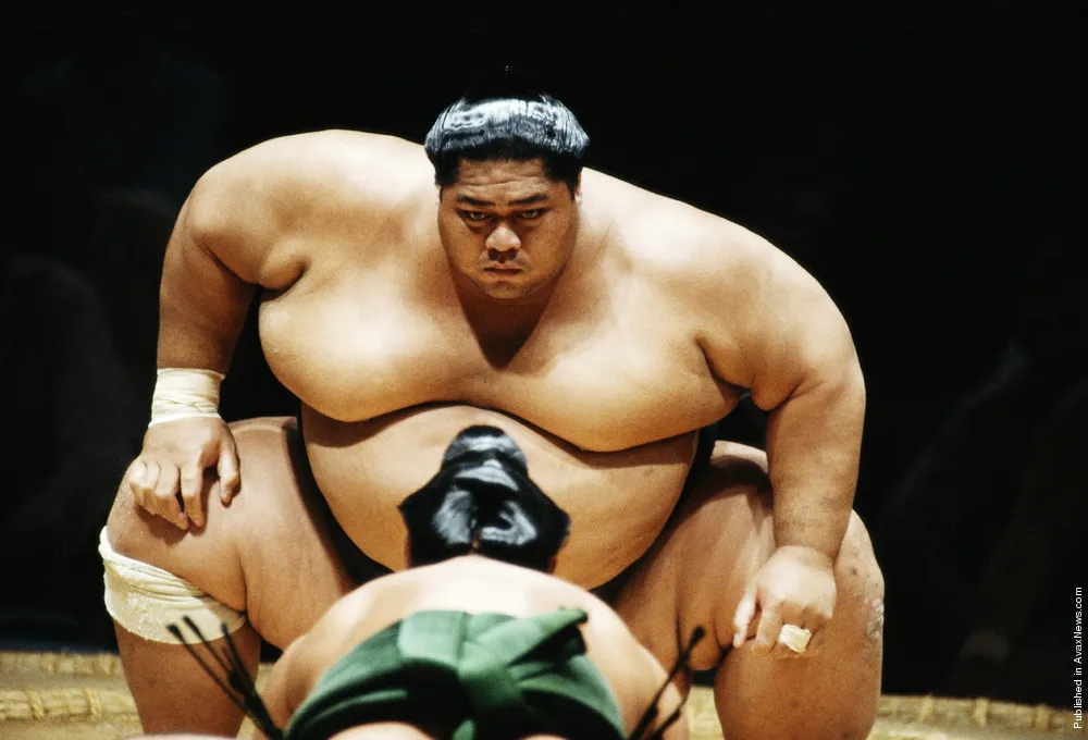 Amazing Sumo