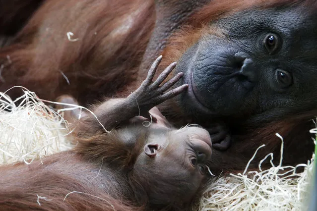 Orangutan Theodora and her newborn daughter Java are seen at the zoo of the Jardin des Plantes in Paris, France, October 24, 2018. (Photo by Philippe Wojazer/Reuters)
