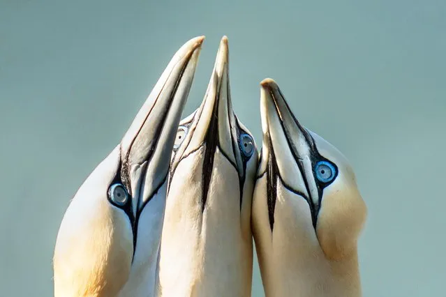 Gannets gathered at Bempton Cliffs in Yorkshire on Tuesday, June 15, 2021, as over 250,000 seabirds flock to the chalk cliffs to find a mate and raise their young. From April to August the cliffs come alive with nest-building adults and young chicks. (Photo by Danny Lawson/PA Images via Getty Images)