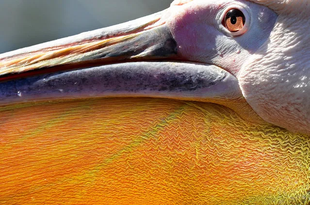 A close up of a white pelican at the ZSL Whipsnade zoo on March 03, 2015 in Whipsnade, England. (Photo by Tony Margiocchi/Barcroft Media)