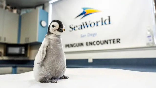 A new emperor penguin chick stands on a surface at SeaWorld in San Diego, California, U.S., in this handout image released to Reuters on October 25, 2023. (Photo by Kyle Williams/Seaworld San Diego/Handout via Reuters)