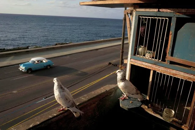 Pigeons are seen next to their loft at a balcony in Havana, Cuba, May 25, 2021. Despite health and safety restrictions, Cuba has seen a rise in COVID-19 cases as the government opened its borders. So far in May, 29,006 people were reported to have COVID-19 with a daily average of 1,160 being admitted to hospital and 258 deaths, up from 229 deaths in April, according to official figures. (Photo by Alexandre Meneghini/Reuters)