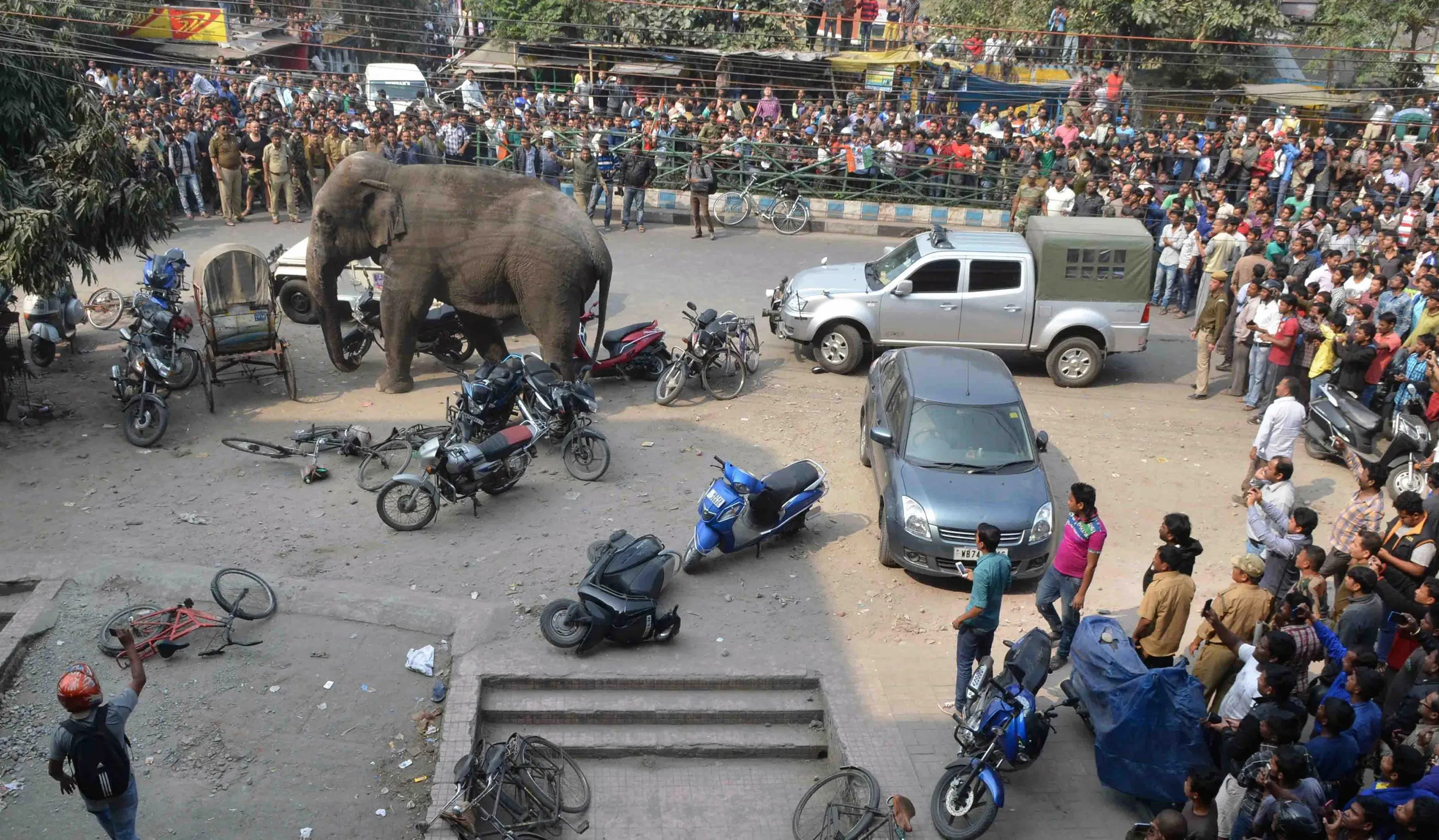 Индия нападения. Дикие слоны в Индии. Слоны нападают на людей.