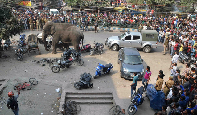 Indian bystanders watch a wild elephant walk through a busy street in Siliguri on February 10, 2016. The adult male elephant was tranquilised and captured by wildlife officials and transported to a nearby forest. (Photo by Diptendu Dutta/AFP Photo)