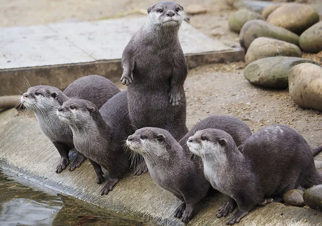 A new arrival of Otters at Whipsnade Zoo, Dunstable, United Kingdom  Tuesday, February 09, 2016. (Photo by i-Images/PacificCoastNews)