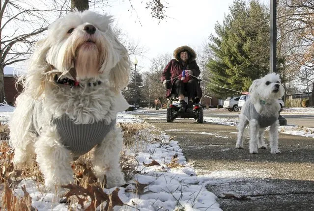Janet Whitaker strolls along Quail Ridge Court, taking her two dogs, Chloe, left, and Chichon, on a walk in the frigid cold weather on Friday, January 6, 2017, in Owensboro, Ky. “I just bought them these new sweaters for the cold weather”, Whitaker said. (Photo by Greg Eans/The Messenger-Inquirer via AP Photo)