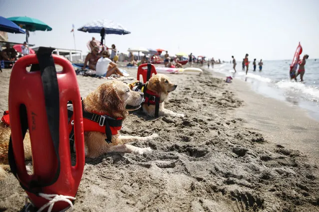 Lifeguard dogs are on the watch along the beach of Ostia, in the outskirts of Rome, Saturday, August 14, 2021. A heat wave settled over southern Europe threatened temperatures topping 45 degrees  Celsius (113 degrees Fahrenheit) in many parts of the Iberian Peninsula on Saturday while Italian authorities expanded to 16 the number of cities on red alert for conditions that can pose a health risk to the elderly and vulnerable.  (Photo by Cecilia Fabiano/LaPresse via AP Photo)