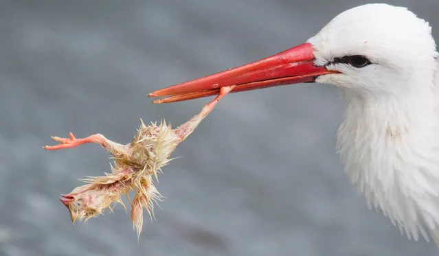 A white stork (Ciconia ciconia) eats in the free flight aviary in the bison enclosure a day-old chick thrown to him for food in Lower Saxony, Springe on February 5, 2019. Currently in Germany alone, 45 million male chicks are killed every year in the breeding of laying hens because they do not lay eggs and do not prepare as much meat as broiler chickens. The so-called day-old chicks are also used as animal feed. (Photo by Julian Stratenschulte/dpa)