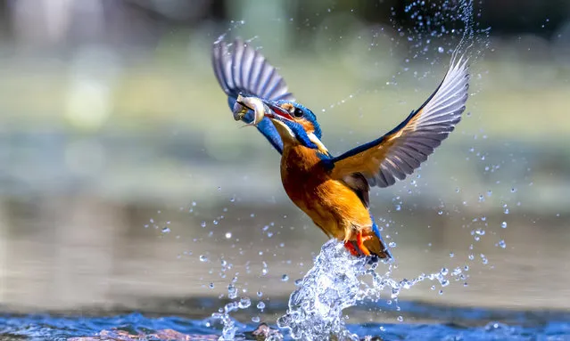 A kingfisher bags a meal in Lincolnshire, United Kingdom on March 9, 2022. After catching its prey, the bird landed on a stick above the stream before smacking its catch on the branch. (Photo by Charlotte Graham/Rex Features/Shutterstock)