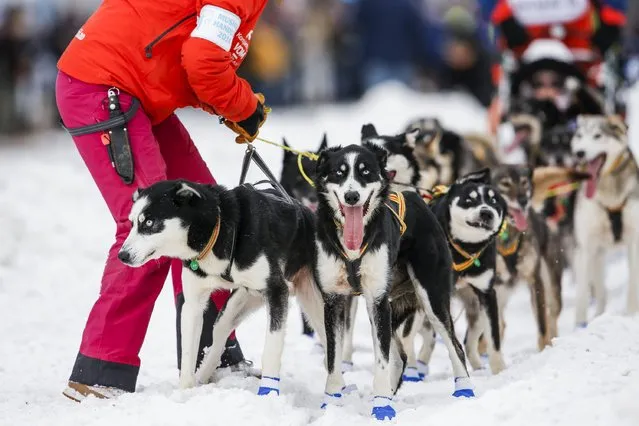 Lars Monsen, a musher from Norway, waits for a handler to untangle his team just after the ceremonial start of the Iditarod Trail Sled Dog Race in downtown Anchorage, Alaska March 5, 2016. (Photo by Nathaniel Wilder/Reuters)