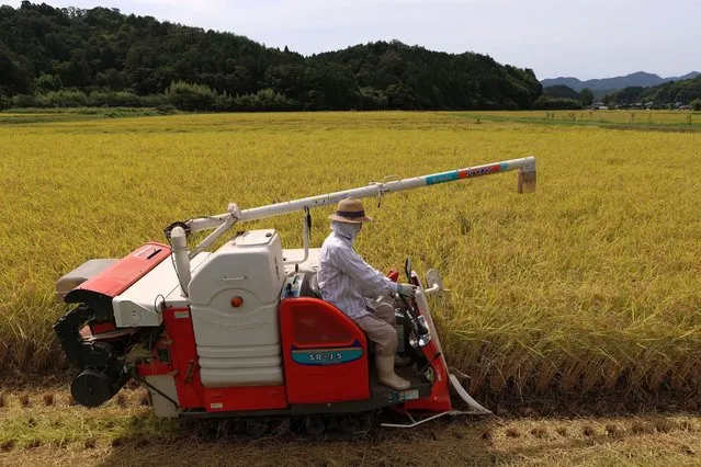 A farmer harvests rice with a combine harvester at a rice field on September 07, 2021 in Sasayama, Japan. Sasayama is a remote city known for fresh agricultural produce, which was named a national heritage agricultural city by the government of Japan this year. September is the month for “inakari”, the rice harvest in Japan. Harvest is mainly done by rice combine harvester. (Photo by Buddhika Weerasinghe/Getty Images)