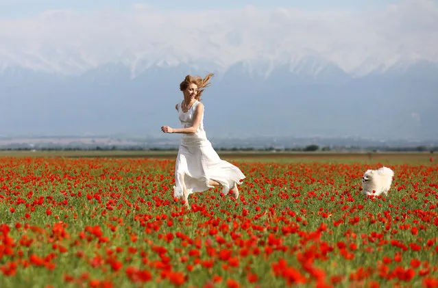 A dog chases a woman, who runs in the field of blooming poppies near the Tien Shan mountains in Almaty Region, Kazakhstan on May 16, 2021. (Photo by Pavel Mikheyev/Reuters)