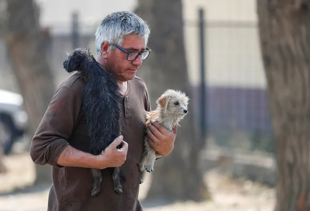 A man carries two rescued dogs following the spread of wildfires in Vina del Mar, Chile, on February 3, 2024. (Photo by Rodrigo Garrido/Reuters)