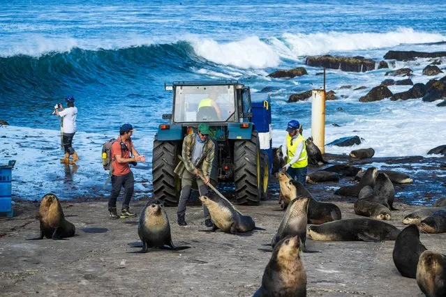 Employees try to remove fur seals from a working area, in the Amsterdam Island, part of the five administrative districts of the French Southern and Antarctic Territories, on December 29, 2022. The research station at Martin-de-Vivies, is the only settlement on the island and is the seasonal home to about thirty researchers and staff studying biology, meteorology, and geomagnetics. The island is home to the endemic Amsterdam albatross. Purest air on earth. Amsterdam is a world benchmark for atmospheric analysis. The site has exceptional qualities: distance of more than 3,000 km from any continent and any human activity. In this area of the southern hemisphere, the air masses are particularly pure and mixed because depressions can easily circumnavigate the island without being stopped. (Photo by Patrick Hertzog/AFP Photo)