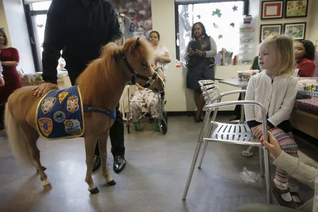 Handler Jorge Garcia-Bengochea holds Honor, a miniature therapy horse from Gentle Carousel Miniature Therapy Horses, as they visit with patients at the Kravis Children's Hospital at Mount Sinai in the Manhattan borough of New York City, March 16, 2016. (Photo by Mike Segar/Reuters)