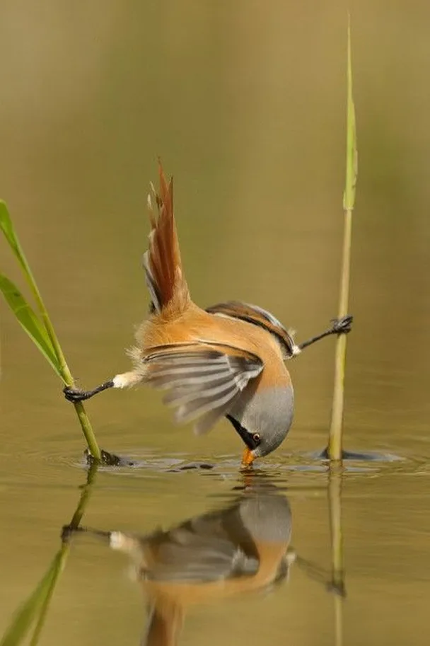 Bearded Tit Bird by Edwin Kats