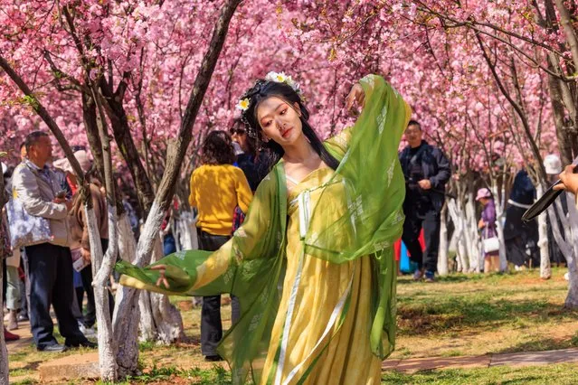 A tourist wearing Hanfu, a style of clothing traditionally worn by the Han people, poses for a photo with blooming cherry blossoms on International Women's Day on March 8, 2024 in Kunming, Yunnan Province of China. (Photo by VCG/VCG via Getty Images)