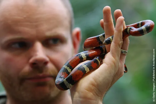 Nelsons Milk Snake