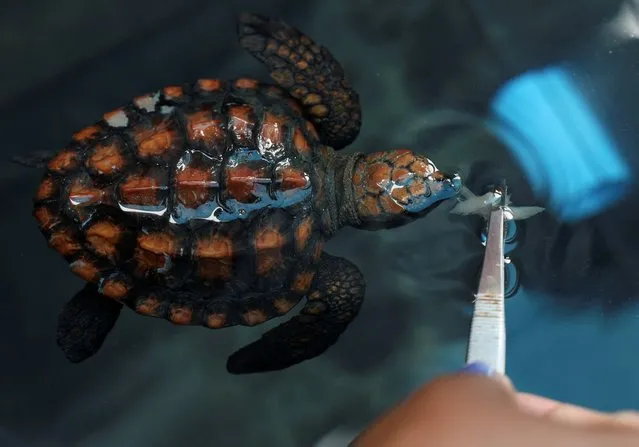 A worker feeds a turtle hatchling at the Two Oceans Aquarium Foundation's Turtle Conservation Centre, where they rescue and rehabilitate turtle hatchlings after hatchlings were stranded during the recent storms and intense winds on South Africa's coastline, at the V&A Waterfront in Cape Town, South Africa on April 9, 2024. (Photo by Esa Alexander/Reuters)