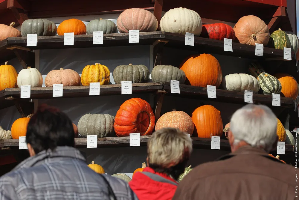 Autumn Is Pumpkin Season In Brandenburg