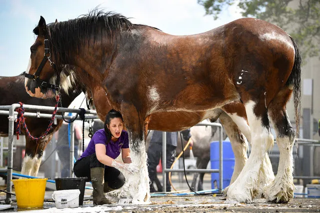 Michelle Mayberry prepares Clydesdale horse Poacher ahead of The Royal Highland Show on June 19, 2019 in Edinburgh, Scotland. The show which is held at Ingliston starts tomorrow and runs until the 23rd of June, it will see more than 1000 trade exhibitors and 2150 livestock competitors involved in the event. (Photo by Jeff J. Mitchell/Getty Images)