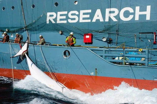 This file handout photo taken on February 15, 2013 and received on February 18 from Sea Shepherd Australia Ltd. shows Japanese whaling fleet's harpoon vessel Yushin Maru No. 2, with a minke whale in the Southern Ocean. The UN's top court on March 31, 2014 ordered Japan to end its annual Antarctic whale hunt, saying in a landmark ruling that the programme was a commercial activity disguised as science. Japan responded by saying it would respect the International Court of Justice order to end its annual Antarctic whale hunt, despite “deep disappointment” with the landmark decision. (Photo by Glenn Lockitch/AFP Photo)