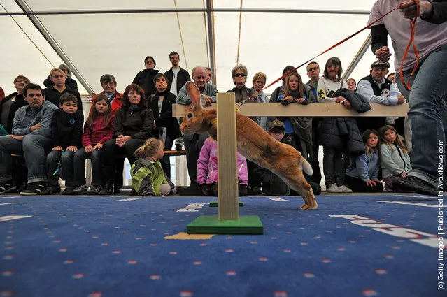 A rabbit jumps over a hurdle at an obstacle course during the first European rabbit hopping championships