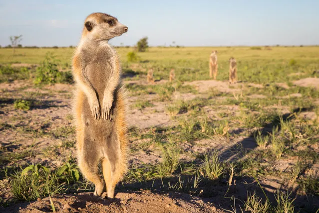 A Meerkat scouts for predators on January 2014 in Makgadikgadi, Botswana. These adorable Meerkats used a photographer as a look out post before trying their hand at taking pictures. The beautiful images were caught by wildlife photographer Will Burrard-Lucas after he spent six days with the quirky new families in the Makgadikgadi region of Botswana. Will has photographed Meerkats in the past and was delighted when he realised he would be shooting new arrivals. (Photo by Will Burrard-Lucas/Barcroft Media)