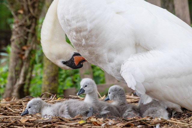 The first cygnets of the year have hatched at Abbotsbury Swannery near Weymouth in Dorset, UK in the second decade of May 2024, which, according to local legend, marks the first day of summer. (Photo by Zachary Culpin/BNPS)
