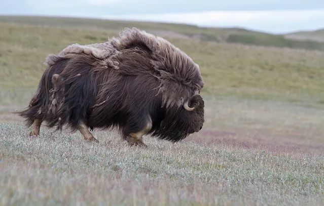 Wild Musk Oxen in Arctic Prairie in Russia