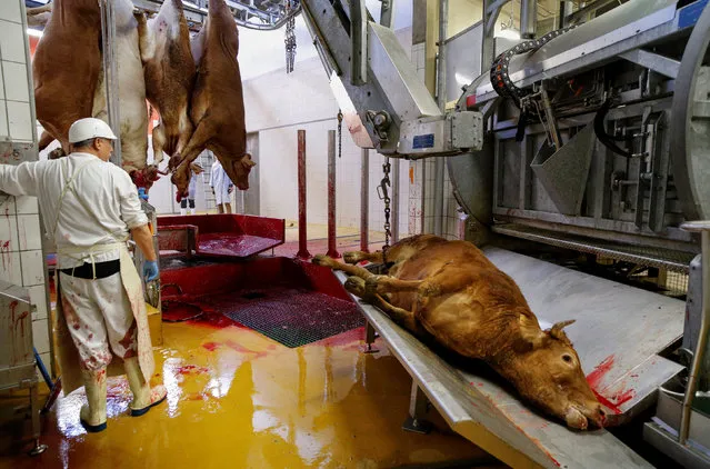 An employee works near slaughtered cows at the Cibevial cattle slaughterhouse in Corbas, France, May 4, 2016. (Photo by Robert Pratta/Reuters)