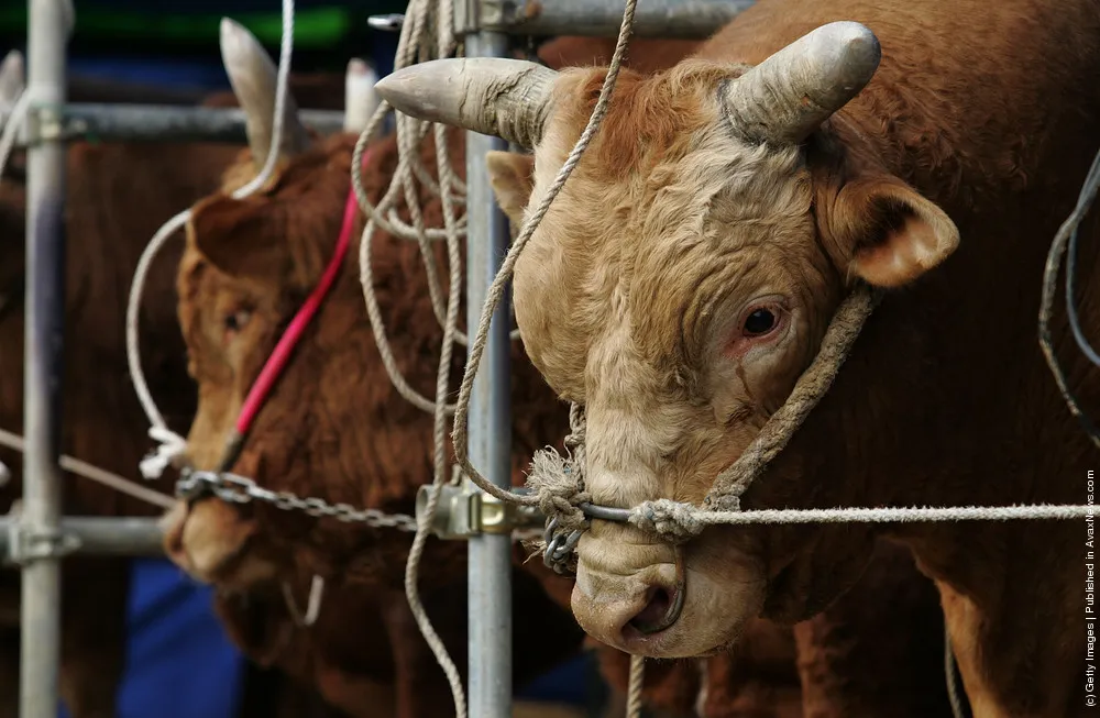 Cheongdo Bullfighting Festival