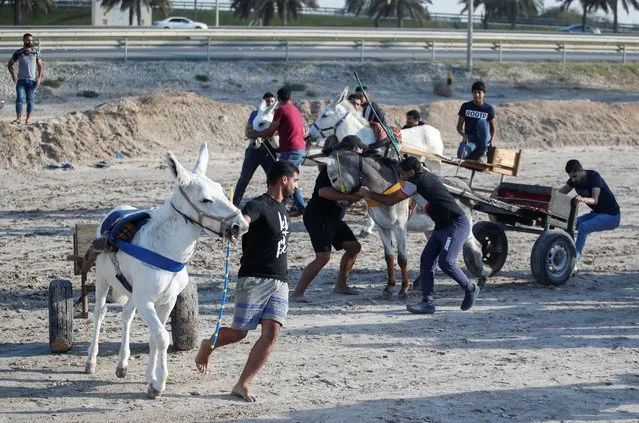 Team members try to hold their donkeys on the start-lane ahead of a weekly donkey race in Saar, Bahrain, February 18, 2022. (Photo by Hamad I Mohammed/Reuters)