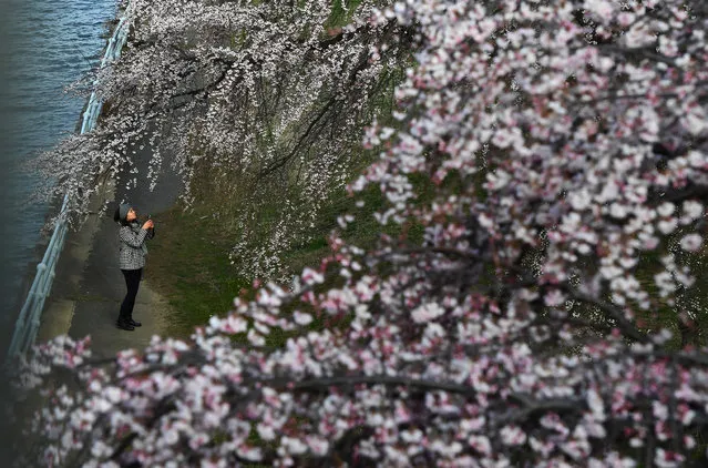 A pedestrian is framed by blossoms along the Potomac River on Sunday March 12, 2017 in Washington, DC. (Photo by Matt McClain/The Washington Post)