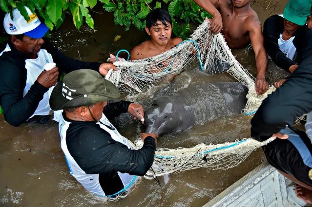 Photo released on October 23, 2019 by the the World Wide Fund for Nature (WWF) of a dolphin being captured by WWF members in the Amazon river, Brazil. The dolphins of the Amazon are contaminated with mercury, possibly as a consequence of the use of the metal in mining activities in the region, a report of WWF indicated Wednesday. (Photo by Adriano Gambarini/WWF/AFP Photo)