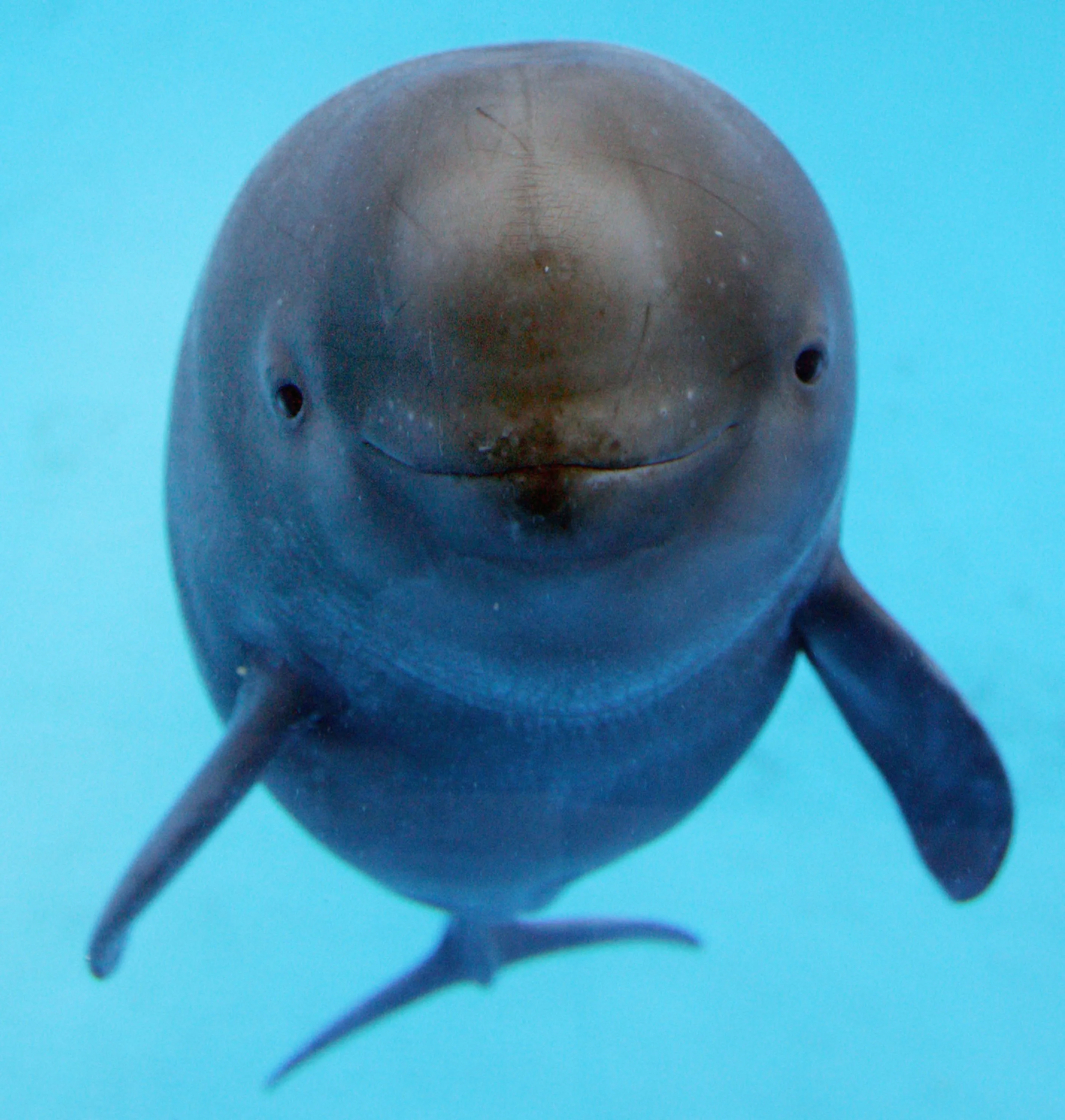 Top 102+ Images how many yangtze finless porpoise are left in the world 2022 Completed