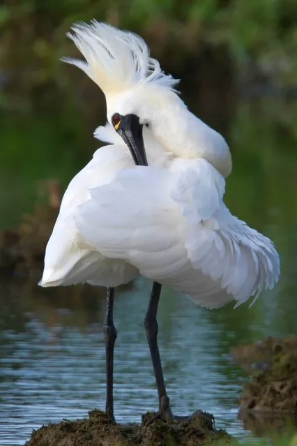An endangered black-faced spoonbill preens its feathers in the wetlands of Jinshan District in New Taipei City on April 5, 2022. (Photo by Sam Yeh/AFP Photo)