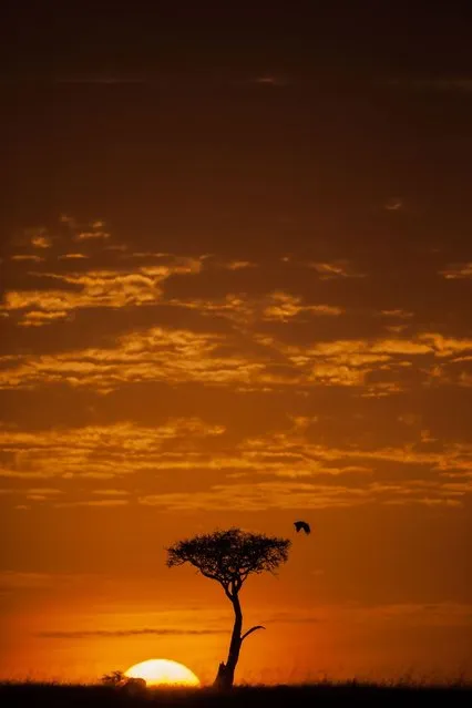 “African Fire”: Tawny eagle at sunset. (Photo by Paul Goldstein/Rex Features)