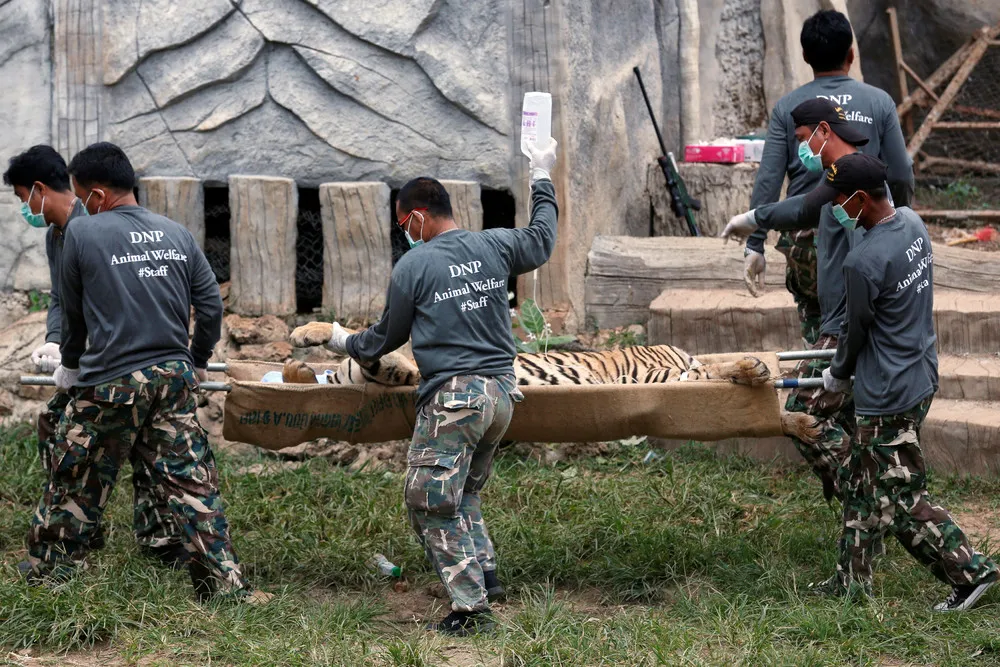 Raiding the Tiger Temple