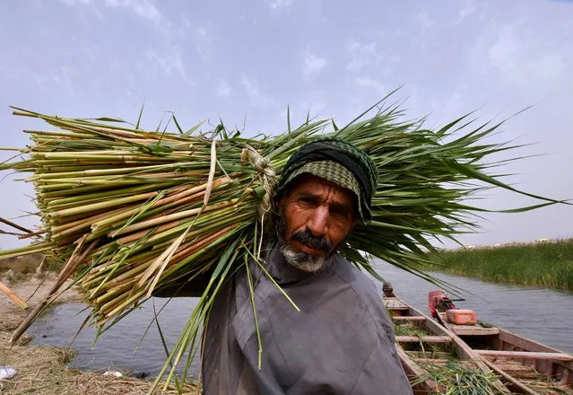 Iraqi men collect reed (Phragmites australis) harvested from the marshlands in Iraq's southern Dhi Qar province on March 24, 2022. The reed is used to feed productive animals such as buffalos and cows as well as a raw material in the construction of traditional houses. (Photo by Asaad Niazi/AFP Photo)