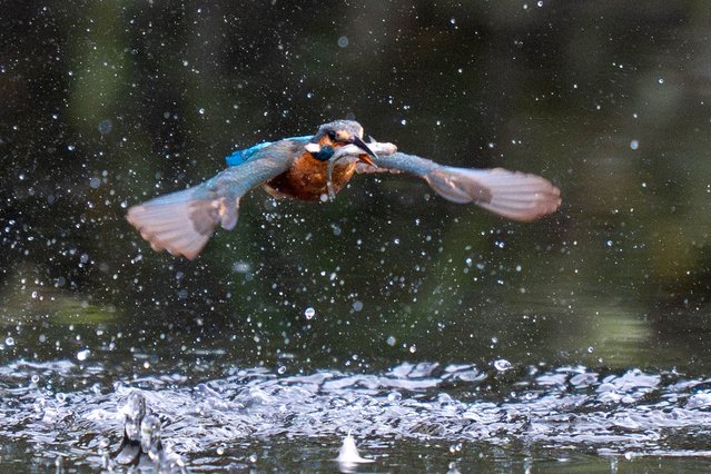 A Kingfisher catches a fish on the Avalon Marshes, Somerset, UK on Wednesday, August 28 2024. (Photo by James Manning/PA Images via Getty Images)