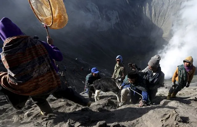 Villagers drag a cow to climb up after catching it shortly after Hindu worshippers threw the animal into the crater of Mount Bromo during the Kasada Festival in Probolinggo, Indonesia's East Java province, August 1, 2015. (Photo by Reuters/Beawiharta)