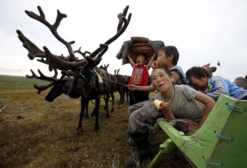Reindeer Day in Northern Russia