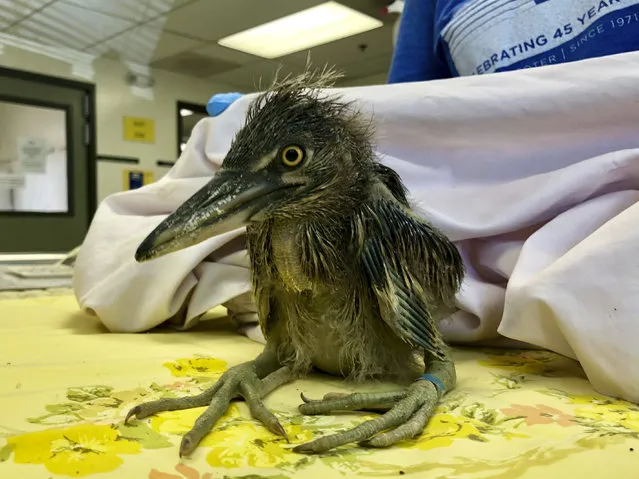 A rescued black-crowned night heron is shown at the International Bird Rescue in Fairfield, Calif., Wednesday, July 17, 2019. An animal rescue group is asking for help caring for dozens of baby snowy egrets and black-crowned night herons left homeless last week after a tree fell in downtown Oakland. (Photo by Haven Daley/AP Photo)