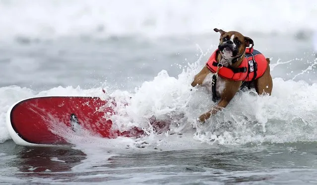 Hanzo, a three-year-old Boxer, begins a wipeout while surfing in the Incredible Dog Challenge dog surfing competition in San Diego on June 8, 2012
