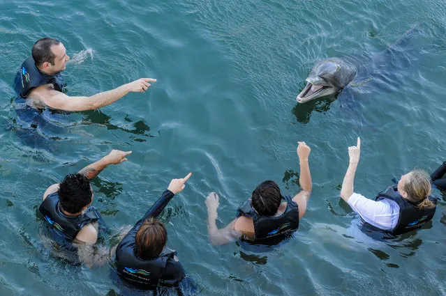 Bottle-nosed dolphin, USA, 2012. (Photo by Jo-Anne McArthur/Born Free Foundation/The Guardian)