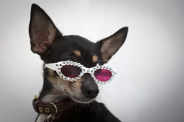 Three-legged Chihuahua Stella Star poses for a portrait during Mercedes Benz Swim Fashion Week in Miami, July 18, 2014. (Photo by Carlo Allegri/Reuters)