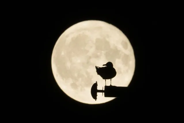 A seagull is silhouetted against a supermoon, in Rome, Wednesday, June 15, 2022. The moon reached its full stage on Tuesday, during a phenomenon known as a supermoon because of its proximity to Earth, and it is also labeled as the “Strawberry Moon” because it is the full moon at strawberry harvest time. (Photo by Andrew Medichini/AP Photo)