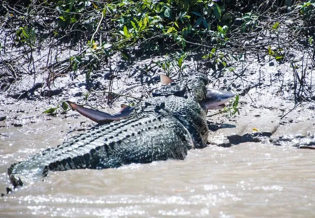 A 5.5 metre massive crocodile makes mince meat out of a bull shark in Kakadu's Adelaide River on August 5, 2014 in Kakadu, Australia. The crocodile forced the bull shark into the mangroves and devoured the bull shark. A 43 year old Sydney father took these exclusive photos in the Northern Territory. (Photo by Andrew Paice/Getty Images)