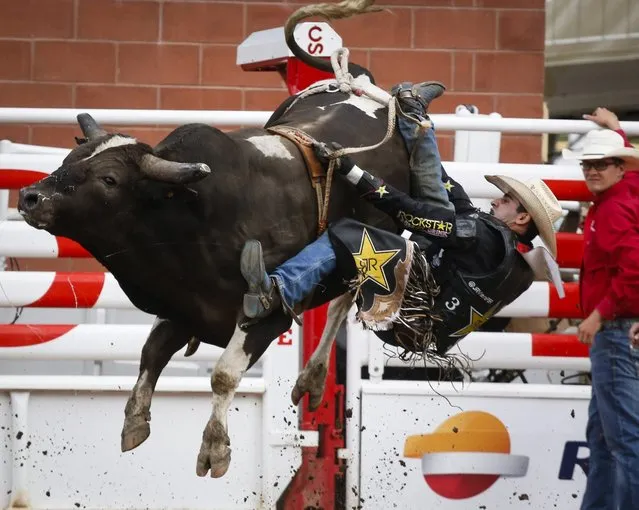 Joao Ricardo Vieira, of Sao Paulo, Brazil, comes off Tricky Deal during bull riding rodeo action at the Calgary Stampede in Calgary, Alberta, Sunday, July 10, 2016. (Photo by Jeff McIntosh/The Canadian Press via AP Photo)